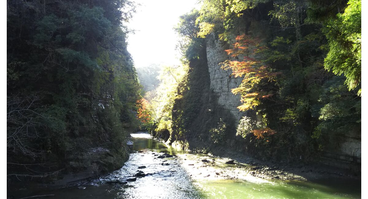 紅葉 横井紅炎