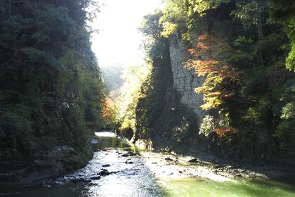 紅葉 横井紅炎