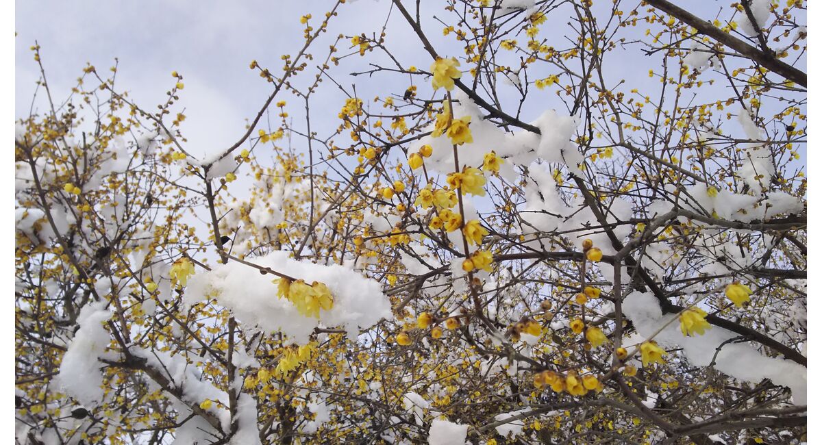 生け花教室 冬景色 臘梅 花材