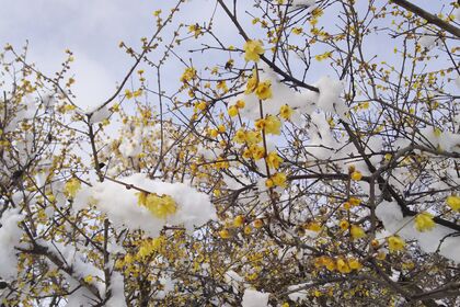 生け花教室 冬景色 臘梅 花材