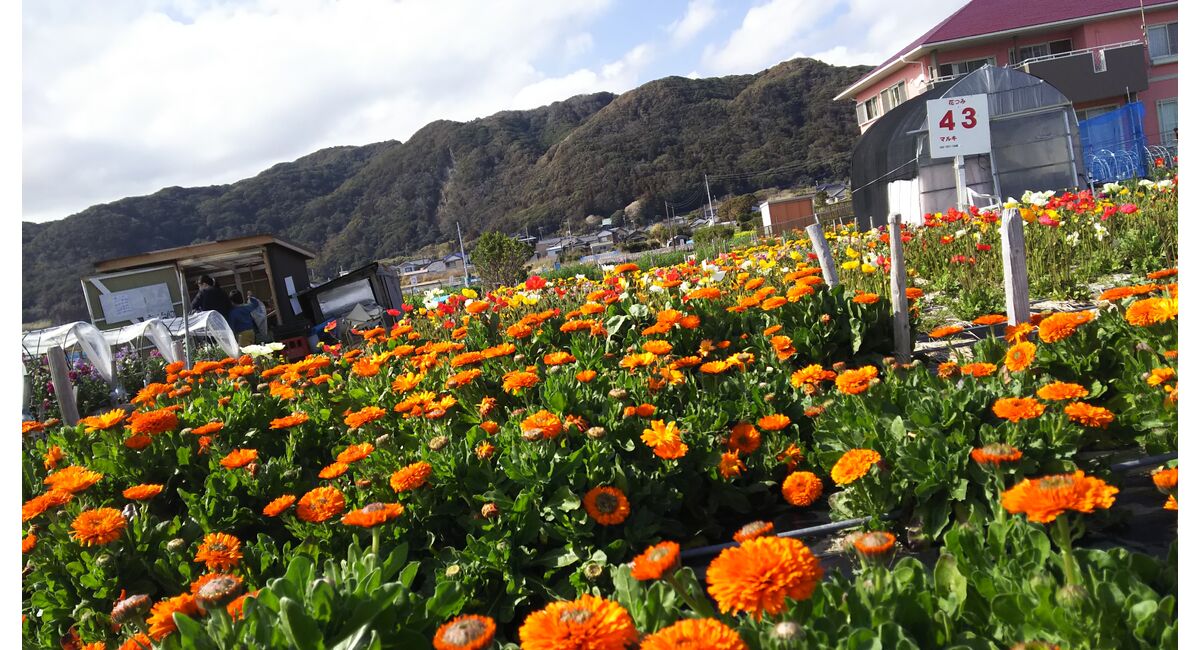 生け花教室 春の景色 横井紅炎