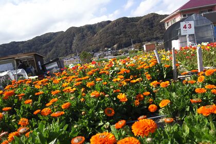 生け花教室 春の景色 横井紅炎