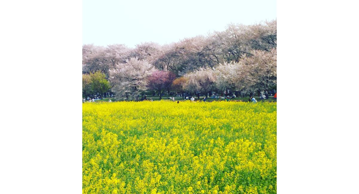 桜と菜の花