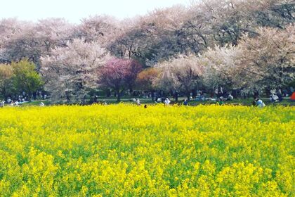 桜と菜の花