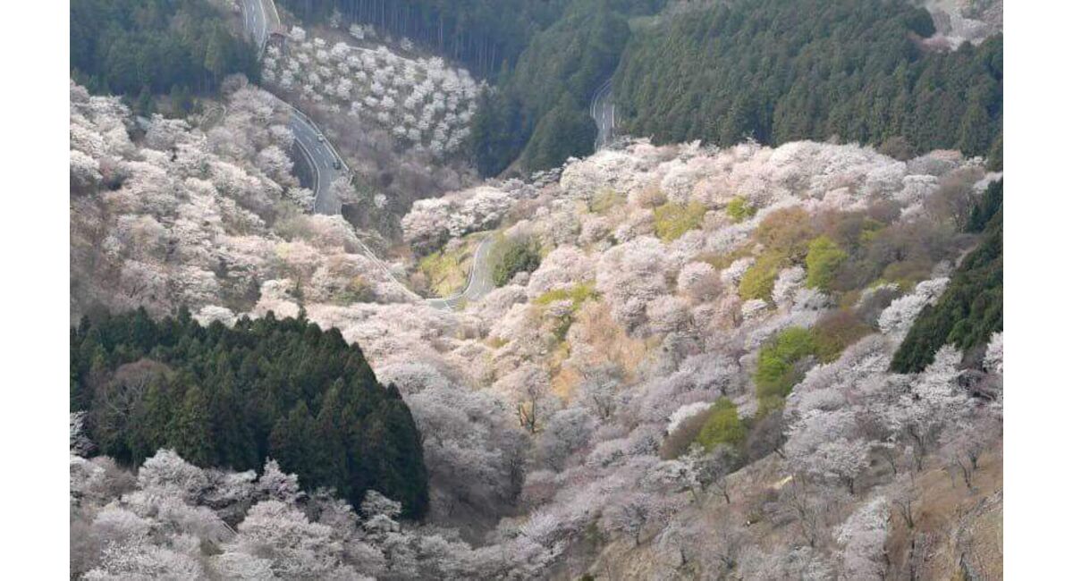 吉野山