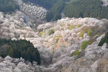 吉野山