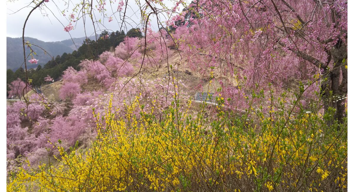 高見の桜