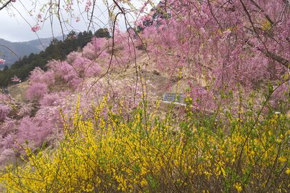 高見の桜