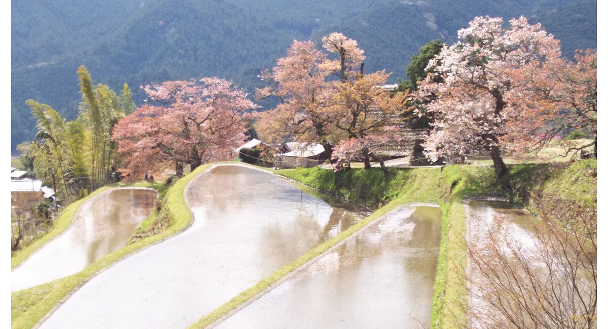 三多気の桜