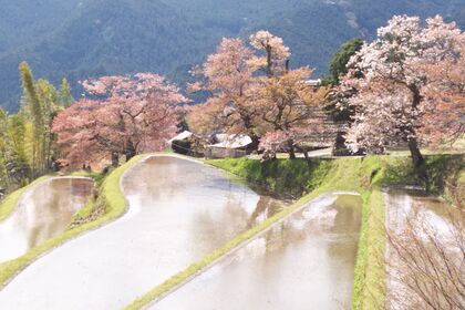 三多気の桜