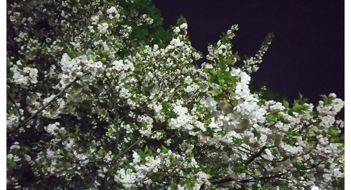 桜行脚