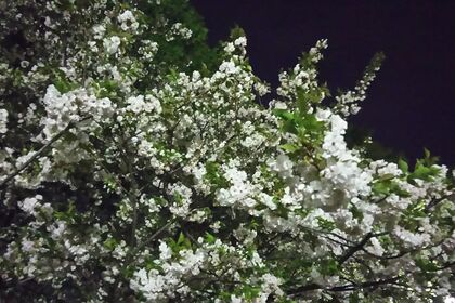 桜行脚