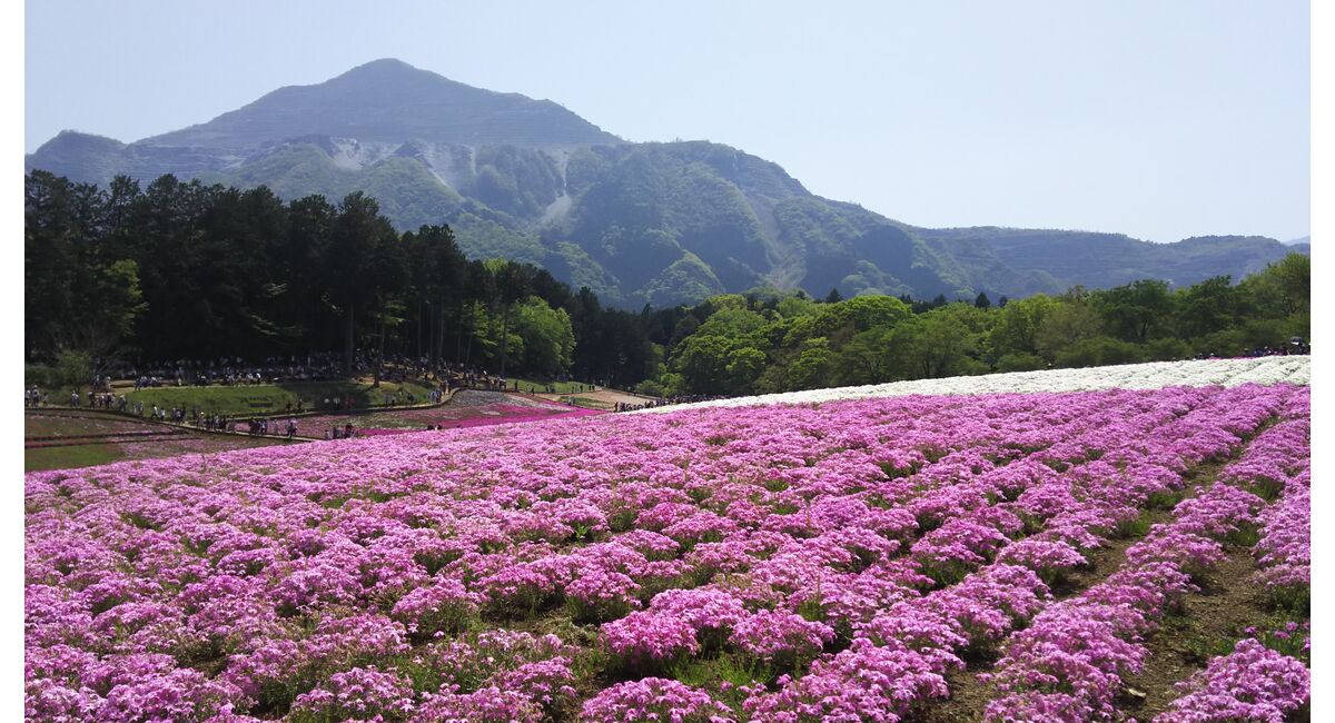 芝桜