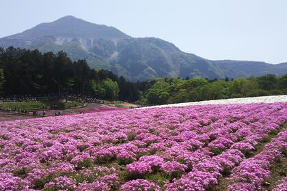 芝桜