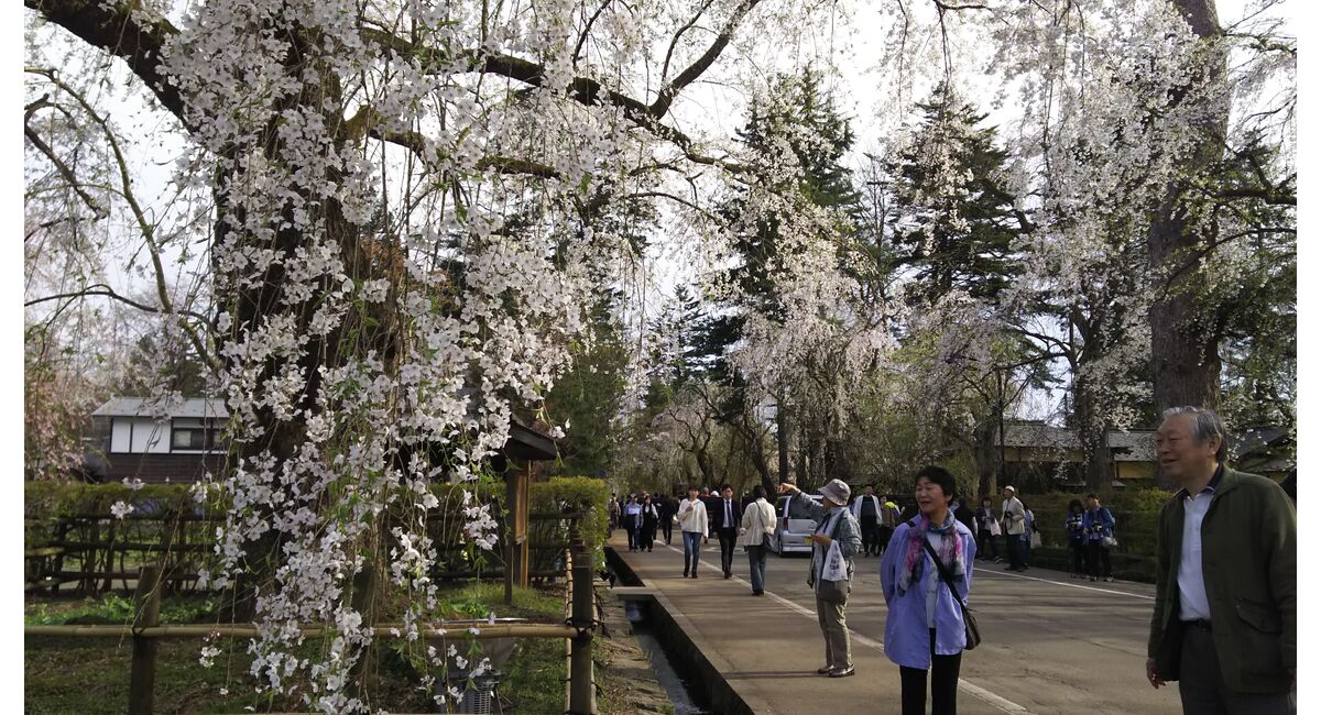 角館の桜