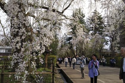 角館の桜