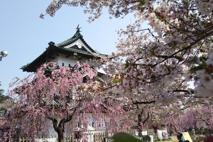満開の弘前城