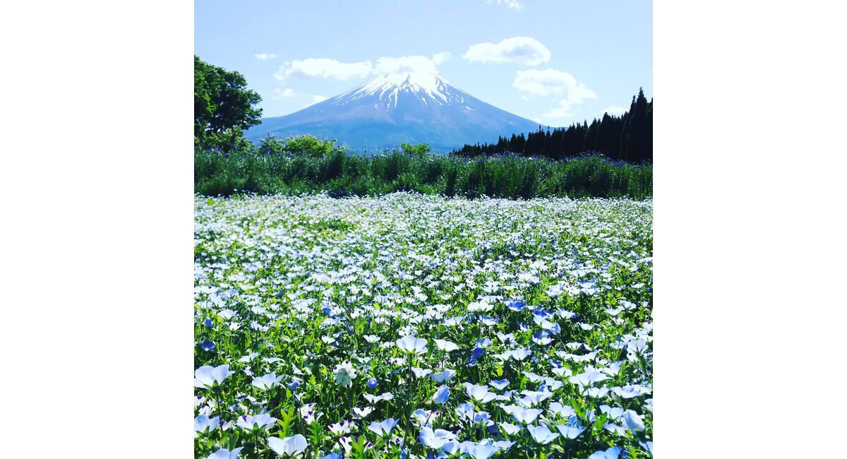 ネモフィラと富士山