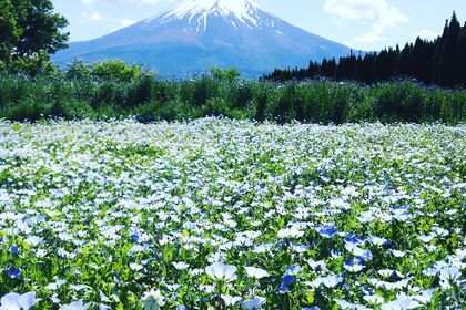ネモフィラと富士山