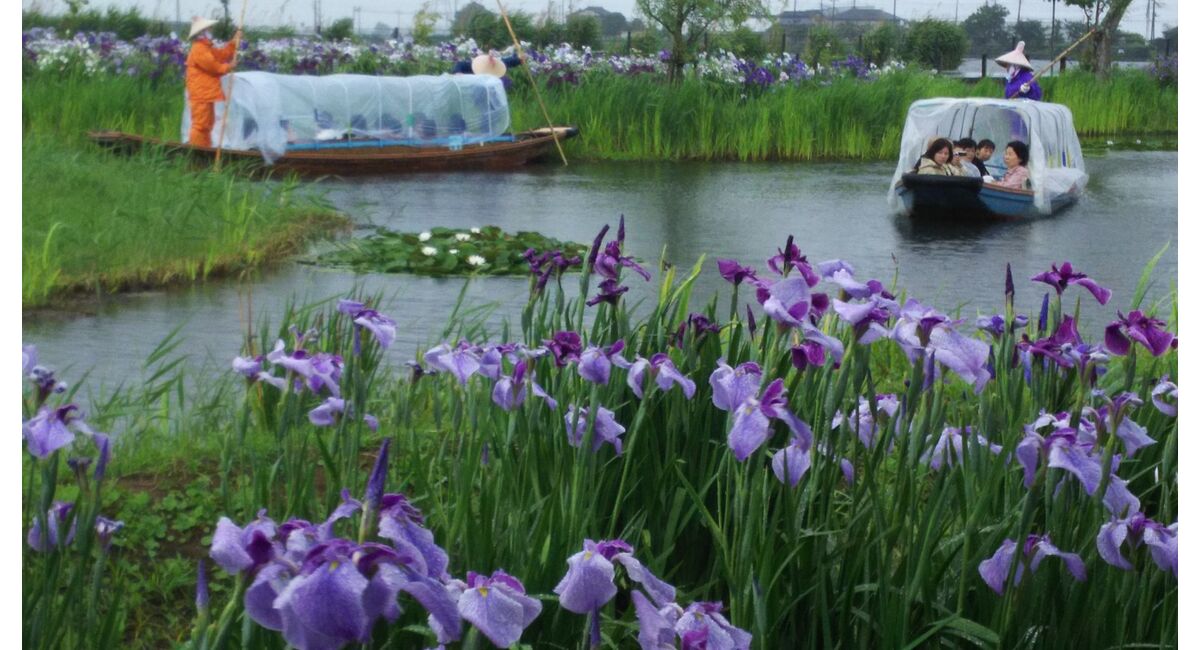 雨のなかの菖蒲