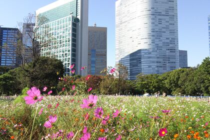 秋の花