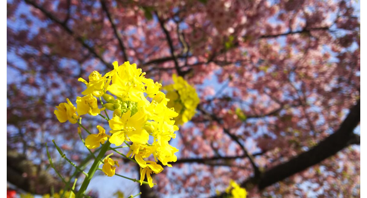 教室情報 神奈川の生け花教室なら横井紅炎のブログをご覧ください