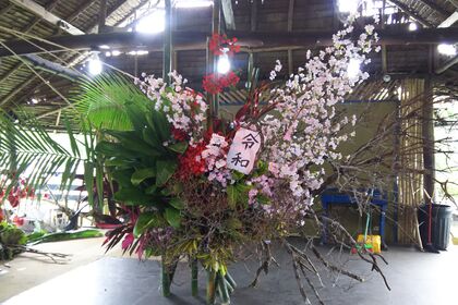 パラオ桜1