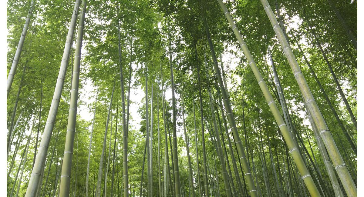 竹林