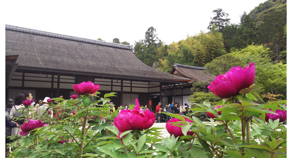 花巡り2