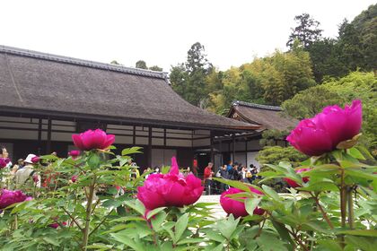 花巡り2