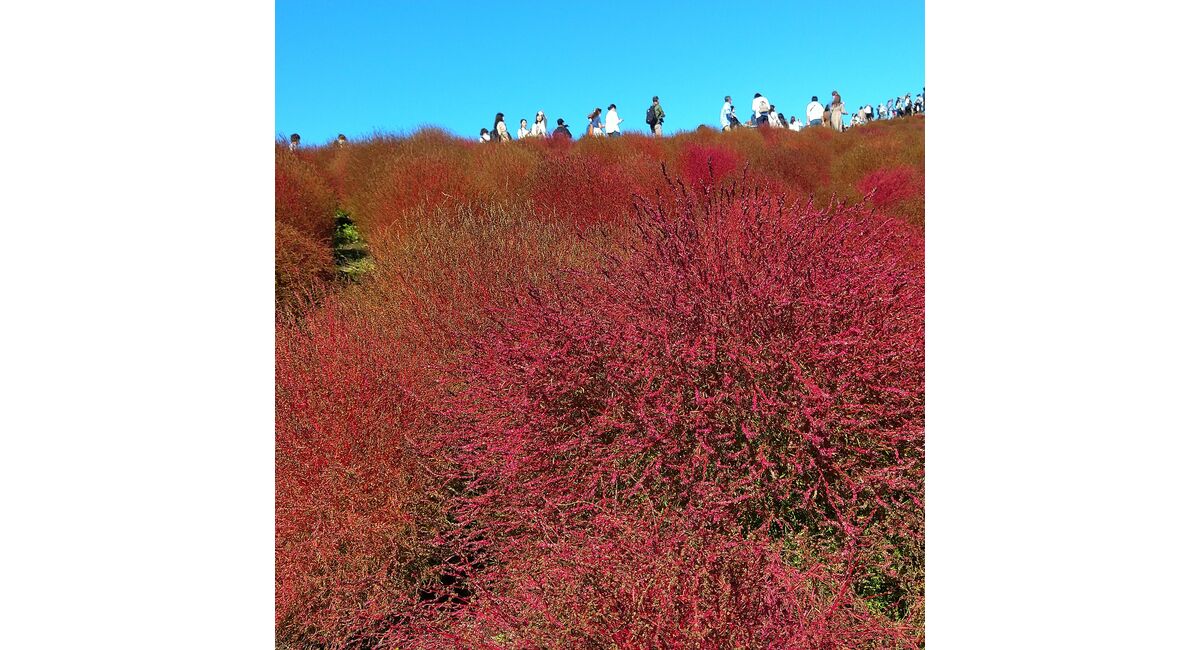 ひたち海浜公園のコキア 神奈川の生け花教室なら横井紅炎のブログをご覧ください