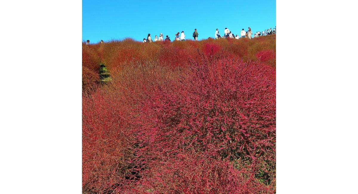 ひたち海浜公園のコキア 神奈川の生け花教室なら横井紅炎のブログをご覧ください