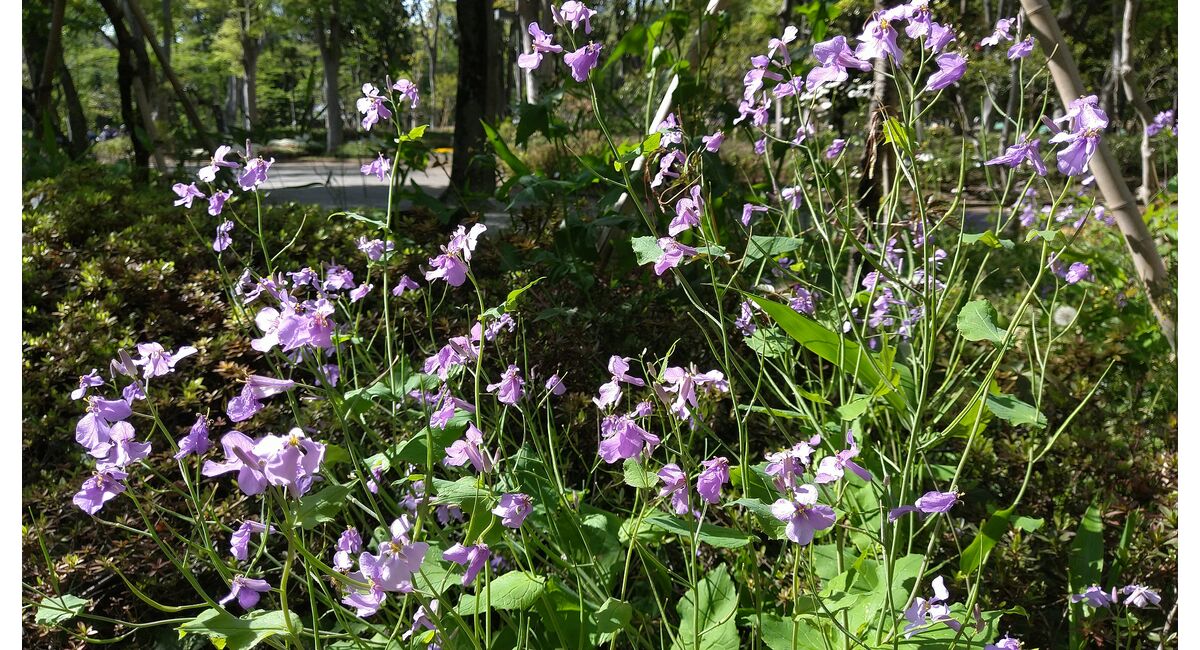 菜の花
